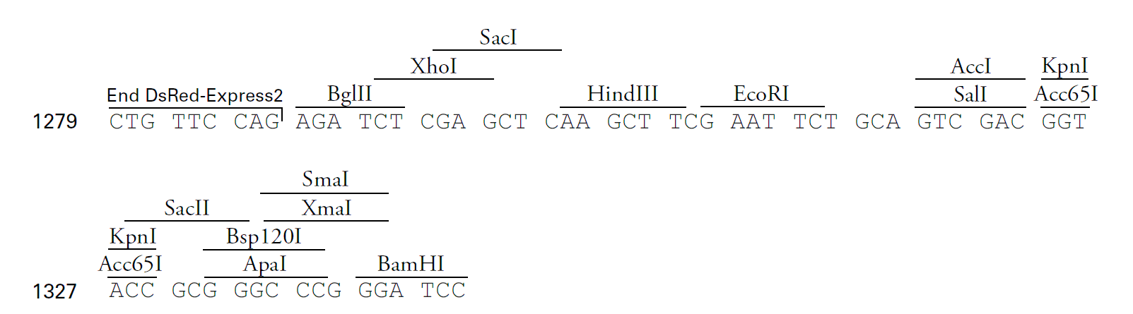 pDsRed-Express2-C1 多克隆位点 点击看大图 pDsRed-Express2-C1 多克隆位点